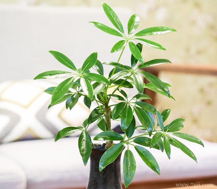 鸭脚木修剪和造型的方法