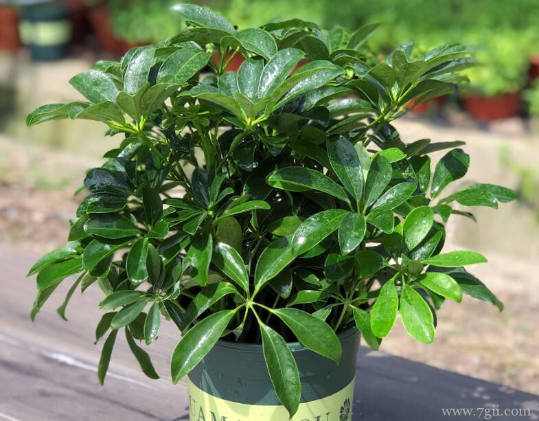 鸭脚木怎么养殖？鸭脚木的养殖方法和注意事项