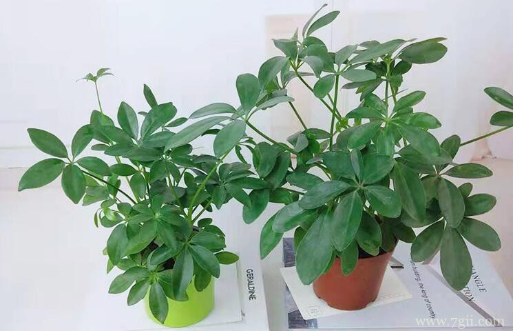 鸭脚木的扦插方法