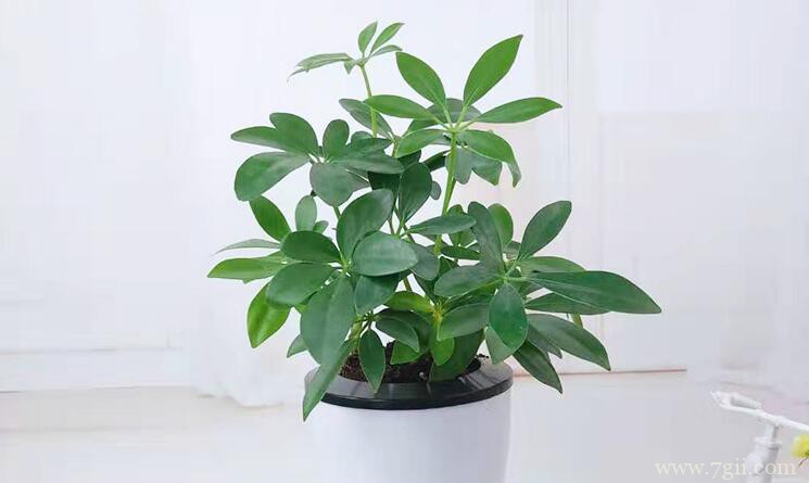 鸭脚木的扦插方法