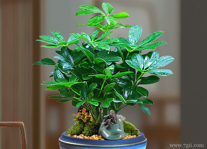 鸭脚木烂根怎么办？根部溃烂叶片发蔫的解决方法