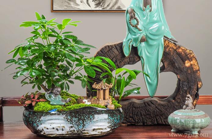 鸭脚木烂根怎么办？根部溃烂叶片发蔫的解决方法