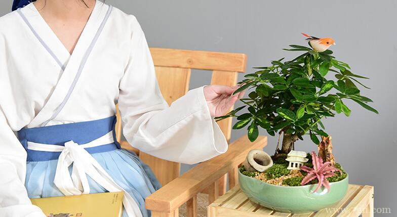 鸭脚木烂根怎么办？根部溃烂叶片发蔫的解决方法