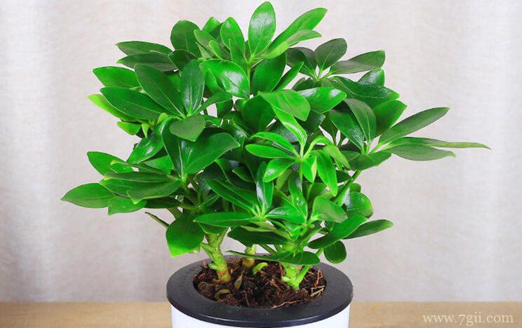 鸭脚木的修剪方法和步骤