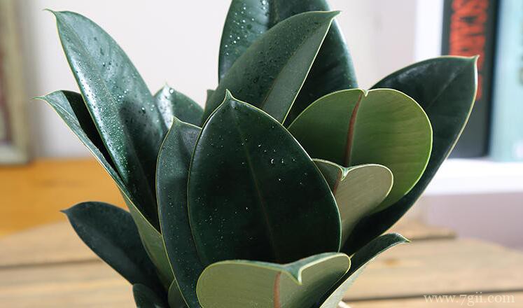 橡皮树的砍头方法和注意事项