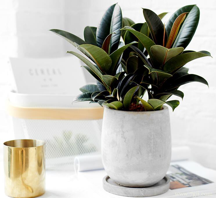 橡皮树长太高怎么办？