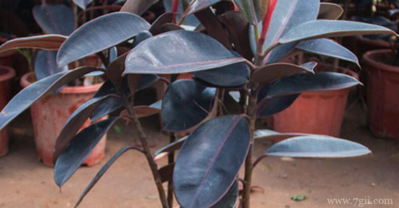 橡皮树的扦插方法