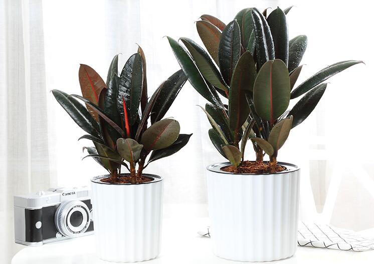 橡皮树掉叶子的原因及解决方法