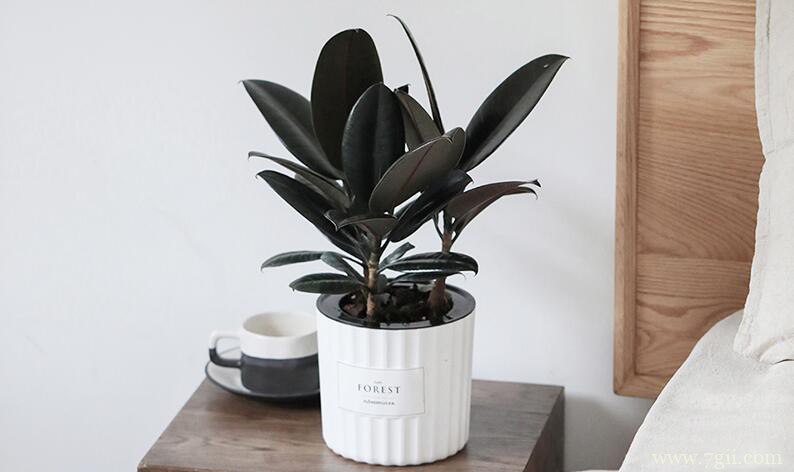 橡皮树的摆放方法和风水寓意