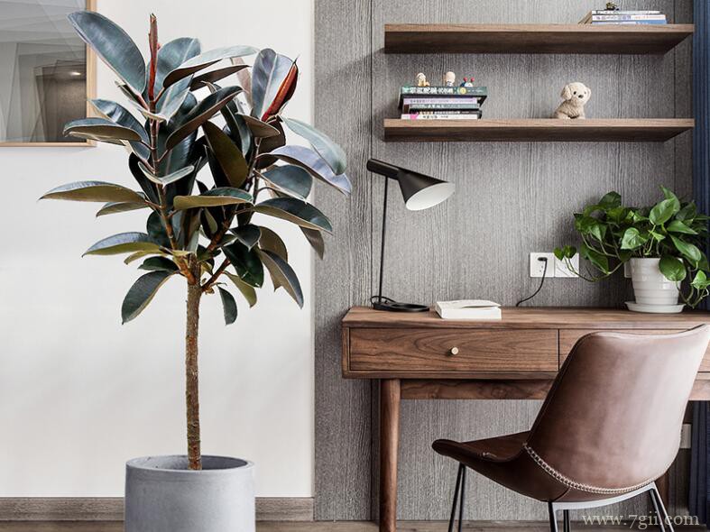 橡皮树掉叶子的原因分析及救治办法