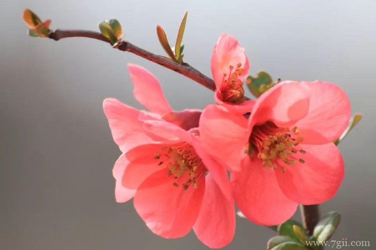 乐山市的市花是什么？