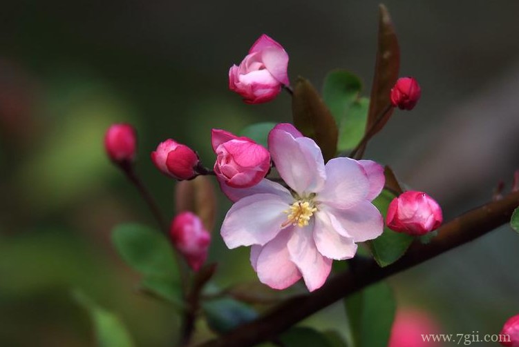 乐山市的市花是什么？