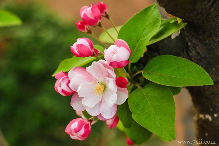 乐山市的市花是什么？