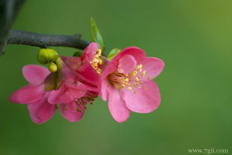 海棠花的开花时间是什么时候？海棠花的养殖注意事项