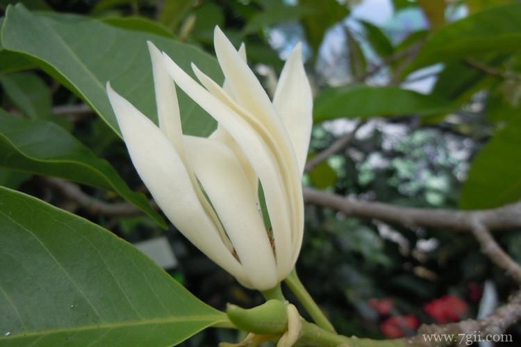 宜宾市的市花是什么？