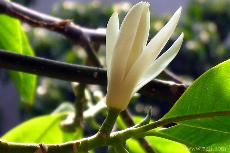 宜宾市的市花是什么？