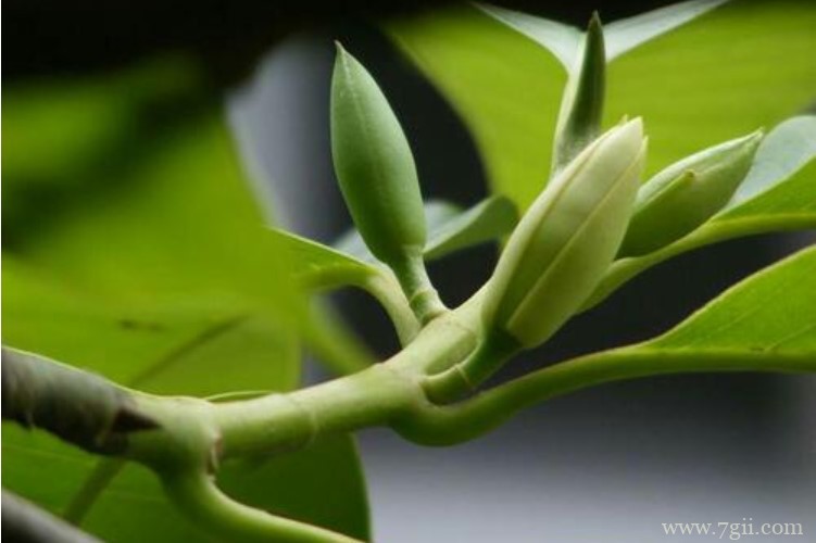 宜宾市的市花是什么？