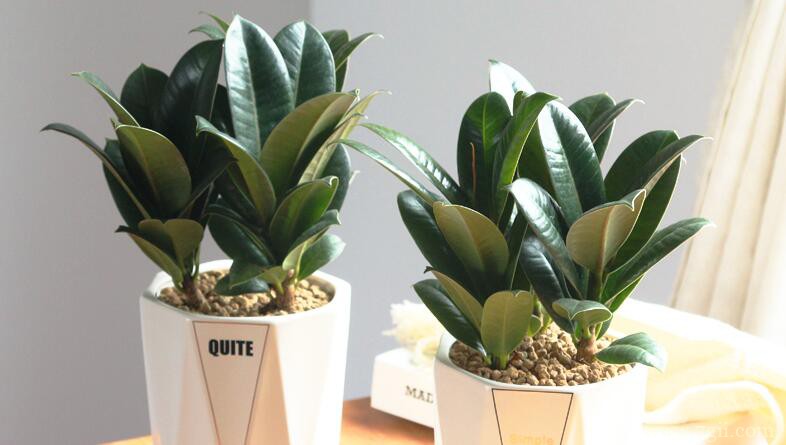 橡皮树可以放在卧室吗？