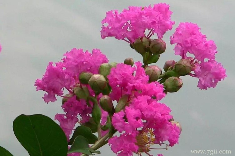 自贡市的市花是什么？