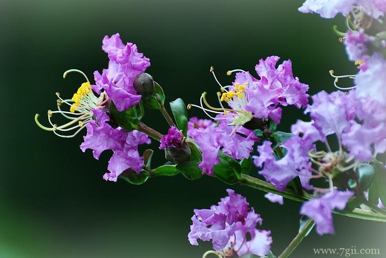 自贡市的市花是什么？