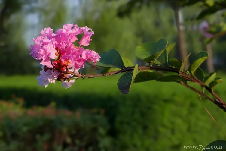 自贡市的市花是什么？