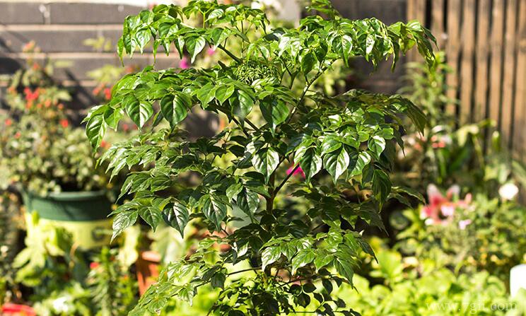 让幸福树在树干上多发芽的方法