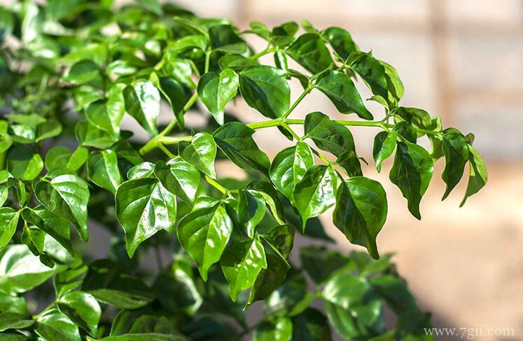 让幸福树在树干上多发芽的方法