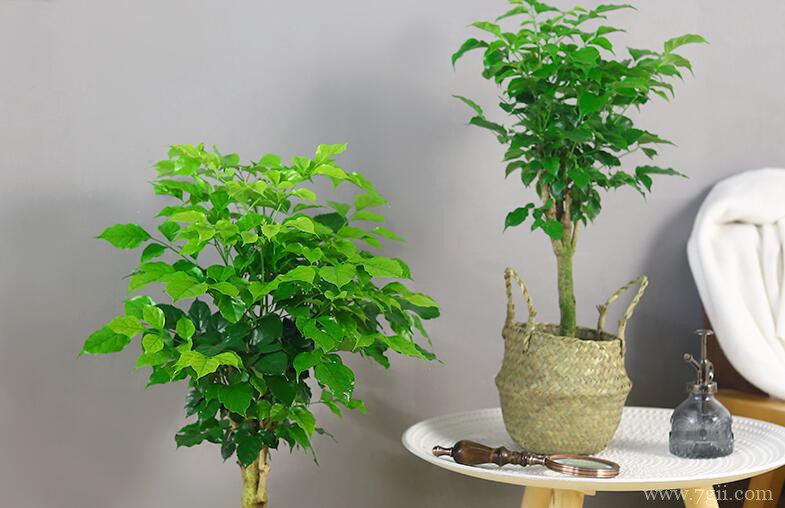 幸福树夏天可以施肥吗？