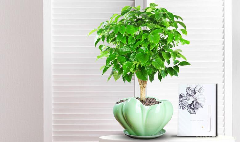 幸福树夏天可以换盆吗？