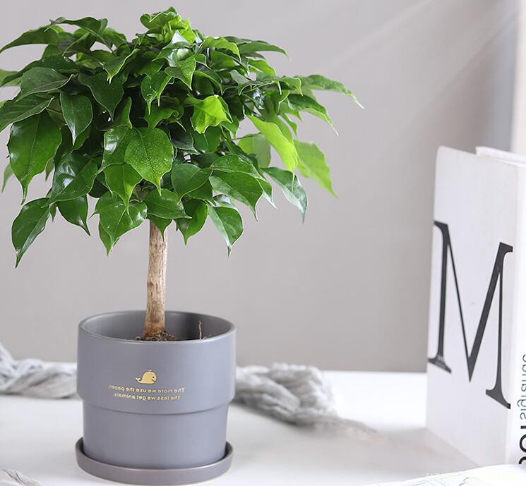 幸福树会开花？如何让幸福树开花？