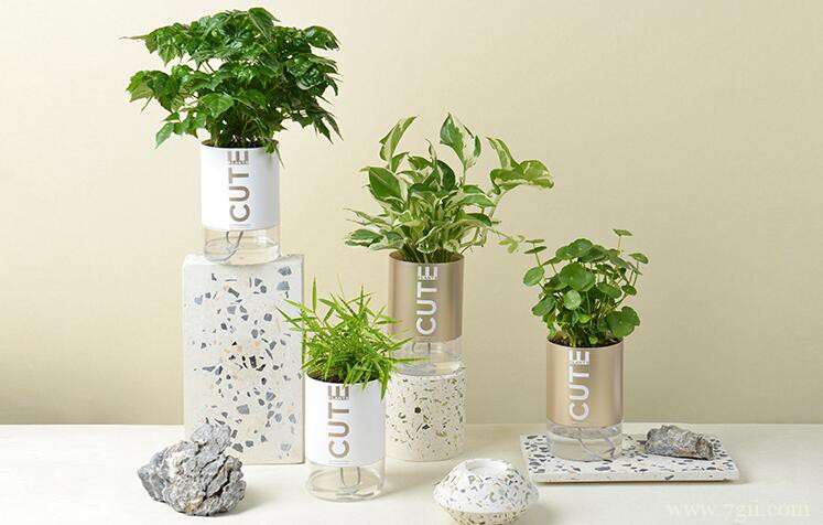 幸福树不发新芽怎么办？幸福树不发芽的原因