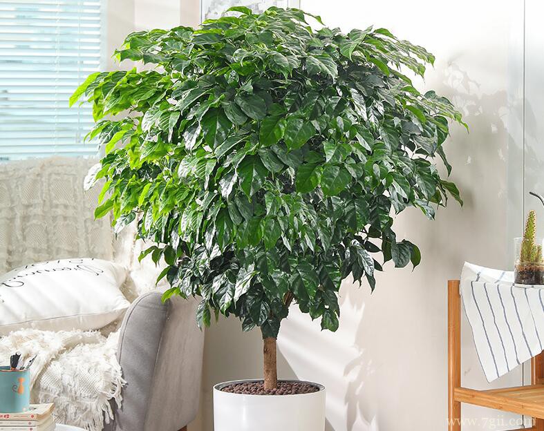 幸福树烂根可以自愈吗？