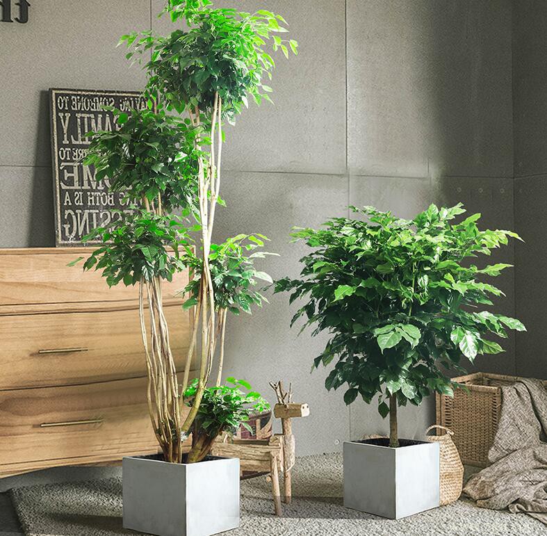 幸福树掉叶子怎么挽救？幸福树掉叶子挽救方法