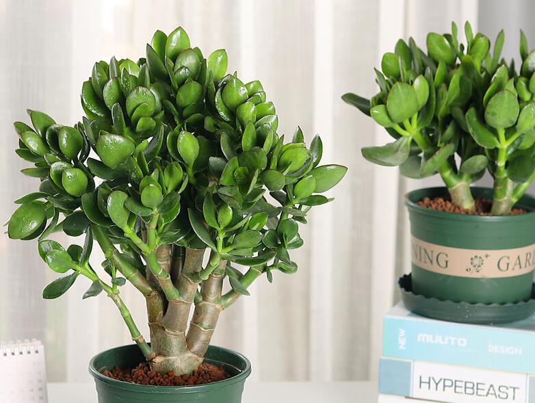 玉树叶片有黑斑的解决办法