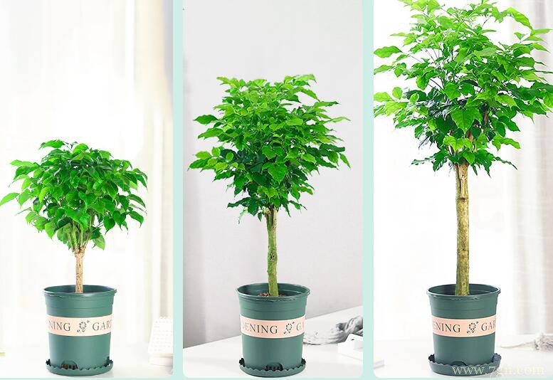 刚移栽的幸福树需要浇水吗？