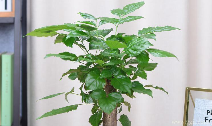 刚移栽的幸福树需要浇水吗？