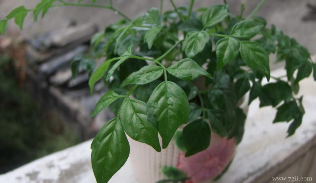 幸福树长多高打顶？1.6～1.8m时修剪打顶