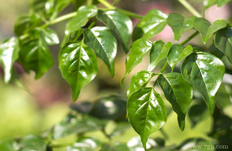 幸福树桩怎么发芽？这4种方法可以使其快速发芽