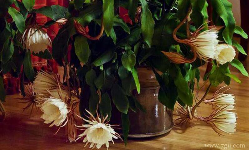 昙花每年可以开花几次？