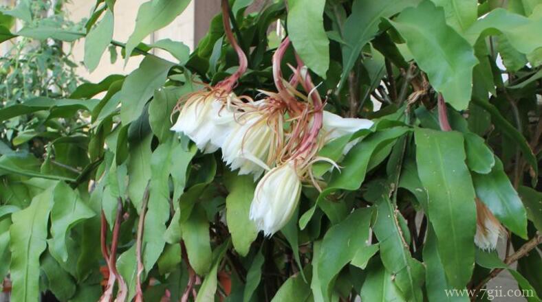 昙花每年可以开花几次？