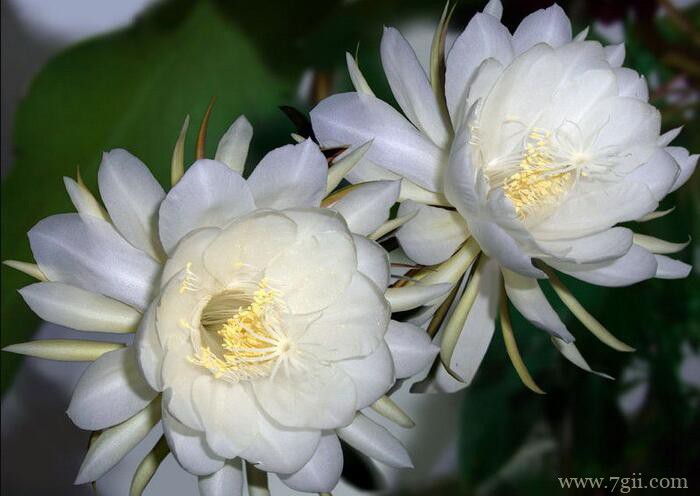 昙花每年可以开花几次？