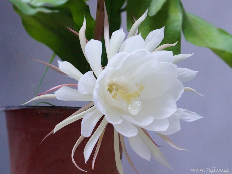 昙花的养殖方法及注意事项