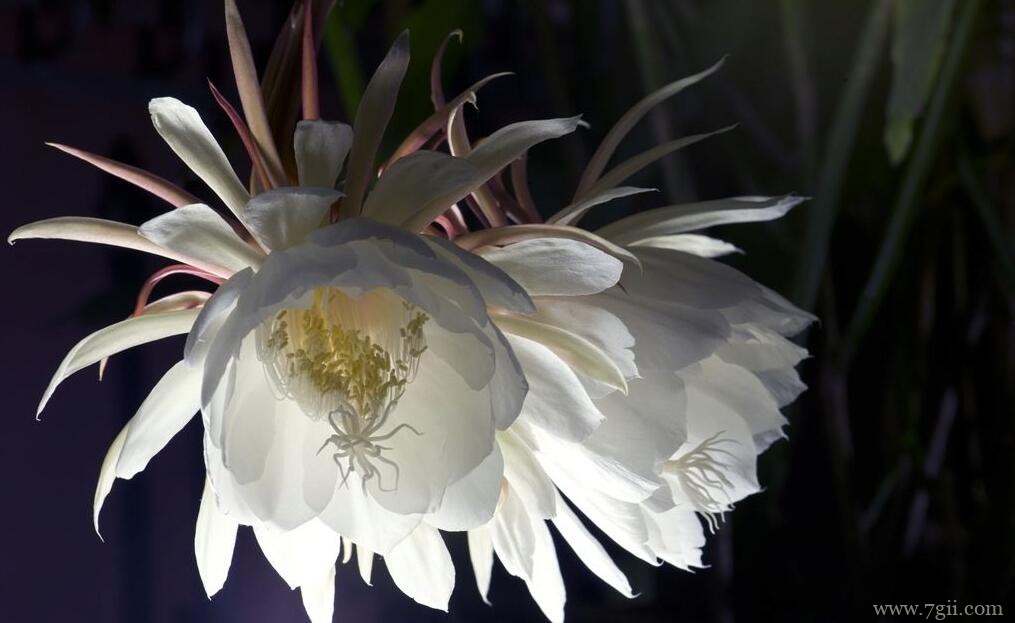 昙花的养殖方法及注意事项