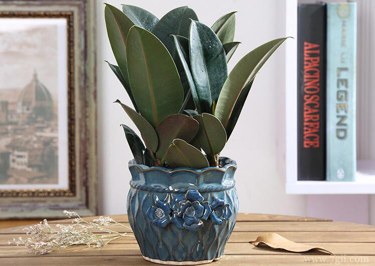 橡皮树叶子有白点怎么办？