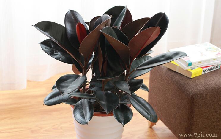 橡皮树几月份砍头？最好6～7月份砍头