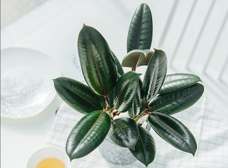 橡皮树黄叶掉叶怎么办？橡皮树黄叶掉叶的解决办法