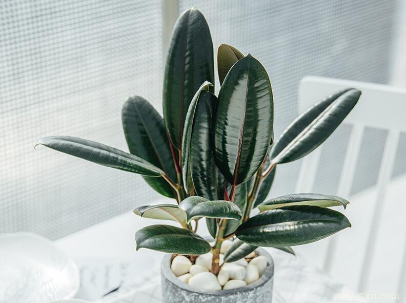 橡皮树叶片变黄的原因