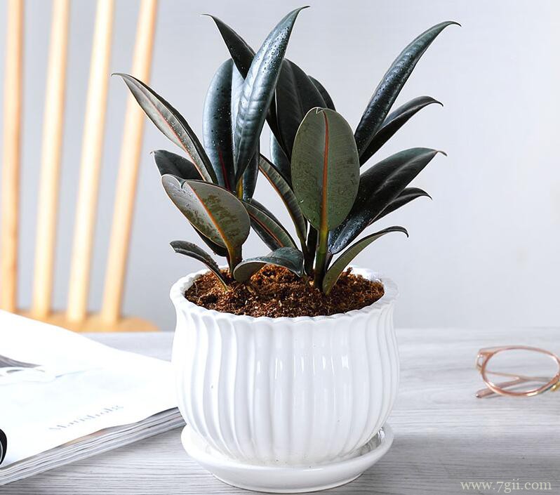 橡皮树叶子卷曲怎么办？放在阳光下控制水肥