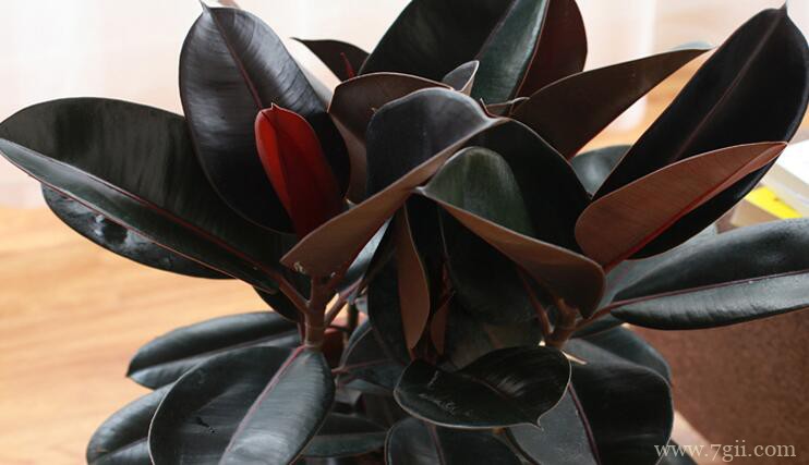 橡皮树的叶子可以扦插吗？