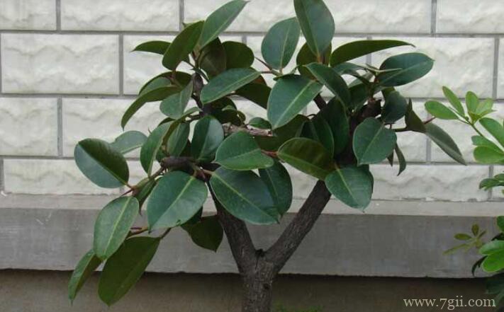 橡皮树几月份掐尖去芽？春季4～5月最适宜